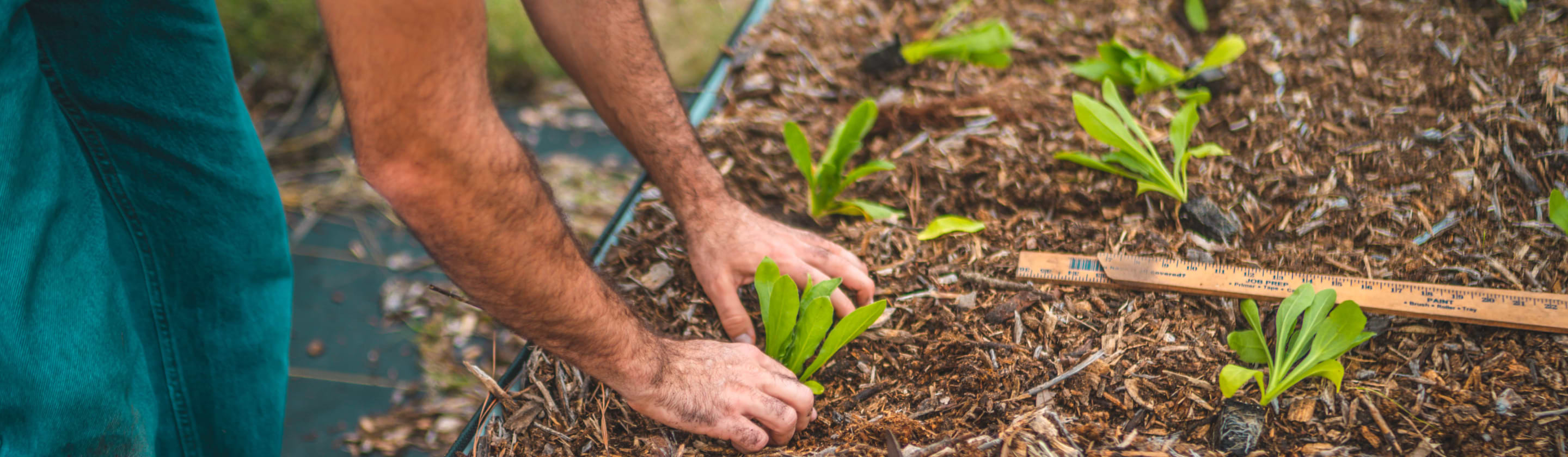 Vego garden beds