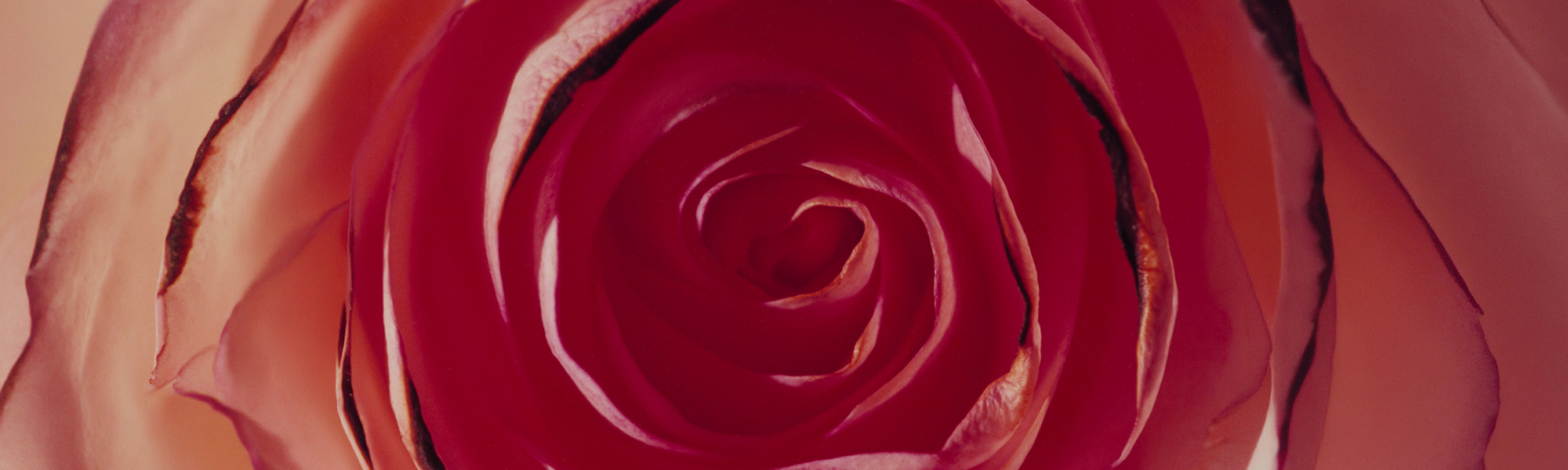 Rose Aroma