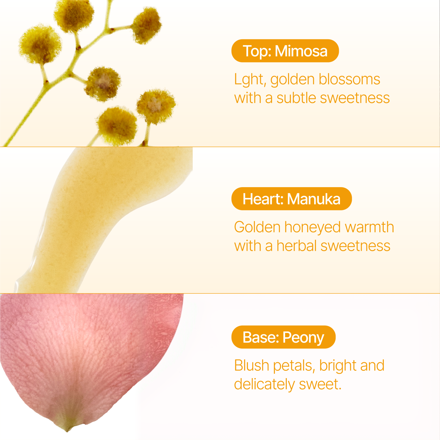 Mimosa Fragrance Oil