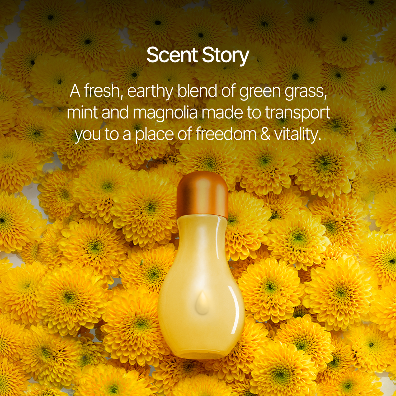Mimosa Fragrance Oil