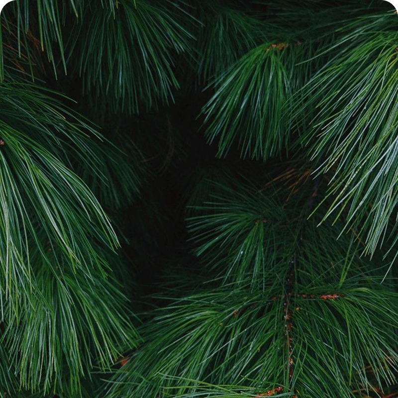 Pine scent note