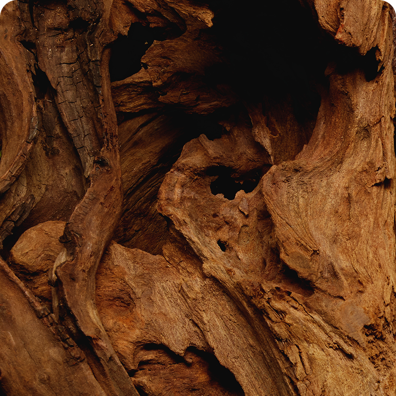 Santal scent note