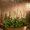 Antique Mirror wallpaper-Cole & Son-Selected Wallpapers & Interiors