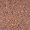Ceylan-Pierre Frey-wallpaper-Terracotta-Roll-Selected Wallpapers