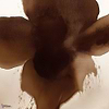 Eclipse Bloom wallpaper-LondonArt-1-RAW-S120-M2-Selected Wallpapers & Interiors