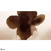 Eclipse Bloom wallpaper-LondonArt-Selected Wallpapers & Interiors