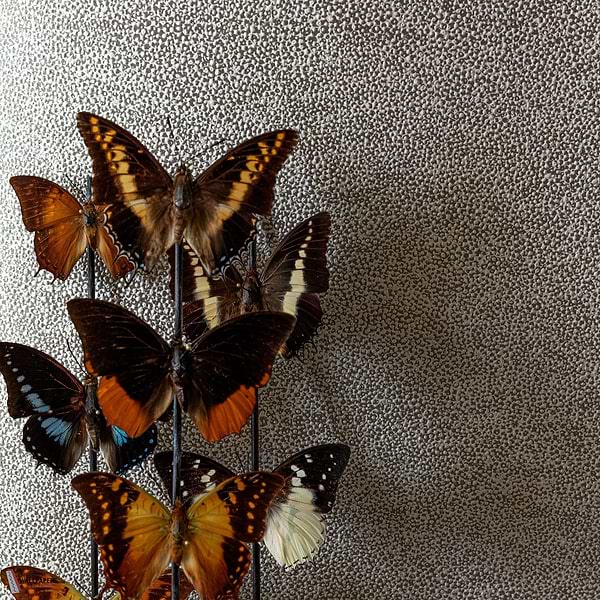 Iguana Tapete-Masureel-Selected-Wallpapers-Interiors