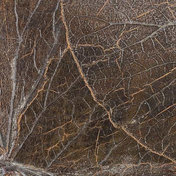 Nenuphar Sauvage wallpaper-CMO Paris-Ecorce-Roll-Selected Wallpapers-Interiors