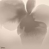 Petal Glow wallpaper-LondonArt-1-RAW-S120-M2-Selected Wallpapers & Interiors