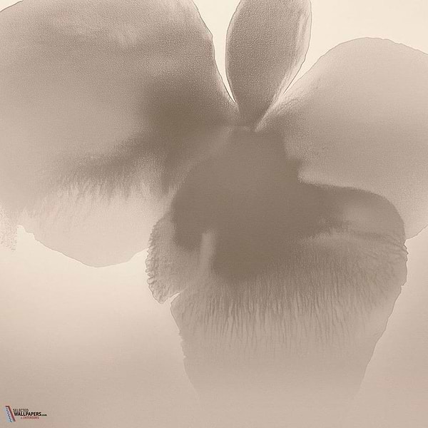 Petal Glow wallpaper-LondonArt-1-RAW-S120-M2-Selected Wallpapers & Interiors