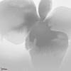 Petal Glow wallpaper-LondonArt-2-RAW-S120-M2-Selected Wallpapers & Interiors