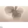 Petal Glow wallpaper-LondonArt-Selected Wallpapers & Interiors