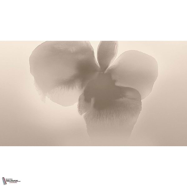 Petal Glow wallpaper-LondonArt-Selected Wallpapers & Interiors