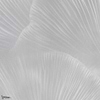Siren Song Tapete-Tecnografica-Pearl B-Fabric Vinyl-M2-Selected Wallpapers-Interiors