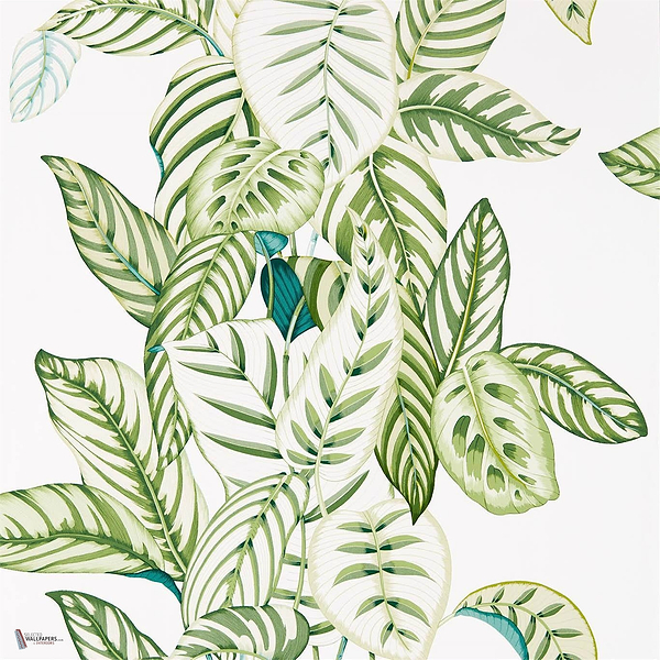 Calathea wallpaper in Green van Sanderson