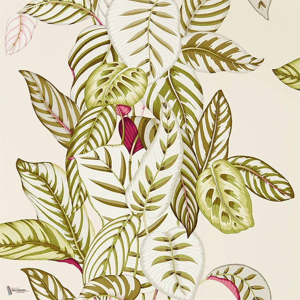 Calathea wallpaper in Olive van Sanderson