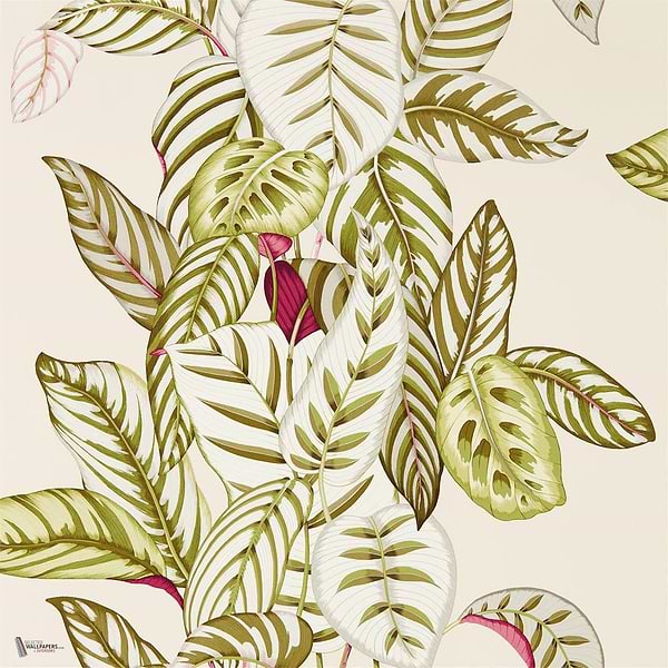 Calathea wallpaper in Olive van Sanderson