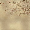 Eolia Metallics wallpaper in Gold by Coordonne