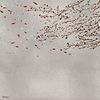 Eolia Metallics wallpaper in Silver by Coordonne