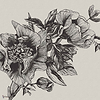 Giant Peonies wallpaper in Ink by Coordonne