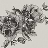 Giant Peonies wallpaper in Ink by Coordonne