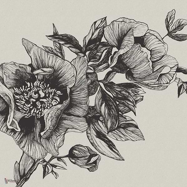 Giant Peonies wallpaper in Ink by Coordonne