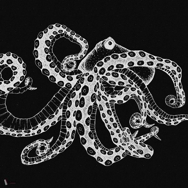 Octopus X-Ray wallpaper in Black by Coordonne
