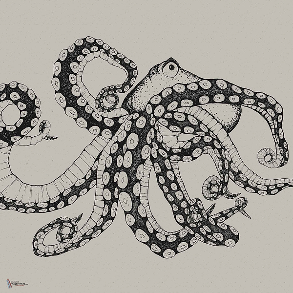 Octopus X-Ray wallpaper in Ink by Coordonne
