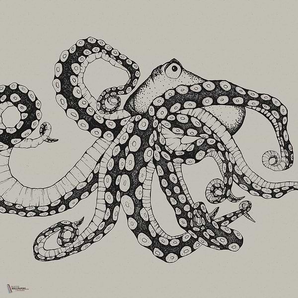 Octopus X-Ray wallpaper in Ink by Coordonne