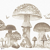 Sweet Forest wallpaper in Stone by Coordonne