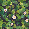 Lily Pads Tapete