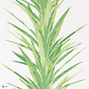 Yucca wallpaper in Green van Sanderson