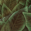 Bird of Paradise-Tapete-Arte-Selected Wallpapers