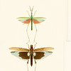 Entomologie-wallpaper-Mind the Gap-Bruin/Taupe-300 cm (standaard)-WP20233-Selected Wallpapers