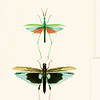 Entomologie-wallpaper-Mind the Gap-Groen/Taupe-300 cm (standaard)-WP20234-Selected Wallpapers