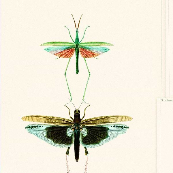 Entomologie-wallpaper-Mind the Gap-Groen/Taupe-300 cm (standaard)-WP20234-Selected Wallpapers