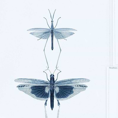 Entomologie-wallpaper-Mind the Gap-Blauw-300 cm (standaard)-WP20235-Selected Wallpapers
