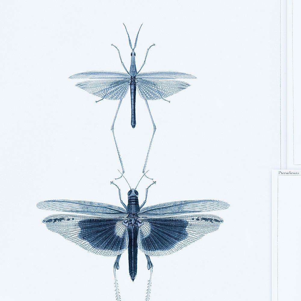 Entomologie-wallpaper-Mind the Gap-Blauw-300 cm (standaard)-WP20235-Selected Wallpapers