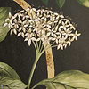 Magical Plants-Behang-Liberty-Jade-Meter (M1)-07292201I-MT-Selected Wallpapers