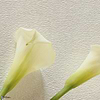 Maud-Wallpaper-Pierre Frey-Selected Wallpapers