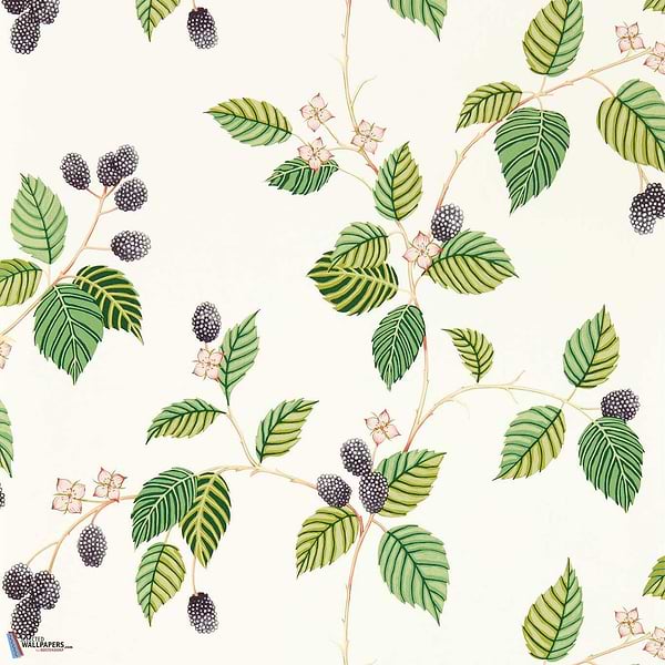 Rubus-Wallpaper-Sanderson-Blackberry-Roll-217227-Selected Wallpapers