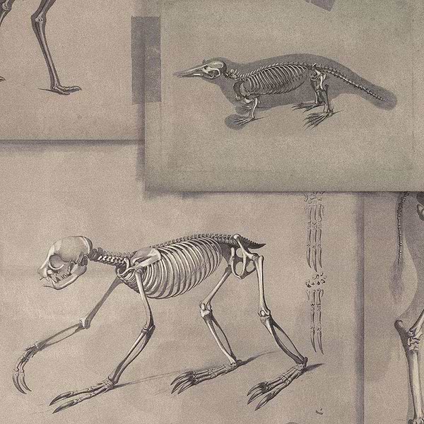 Zoo Archaeology-wallpaper-Mind the Gap-Bruin/Grijs-300 cm (standaard)-WP20236-Selected Wallpapers