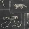 Zoo Archaeology-wallpaper-Mind the Gap-Zwart/Grijs-300 cm (standaard)-WP20237-Selected Wallpapers