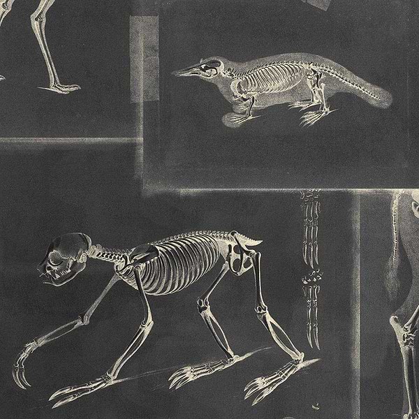 Zoo Archaeology-wallpaper-Mind the Gap-Zwart/Grijs-300 cm (standaard)-WP20237-Selected Wallpapers