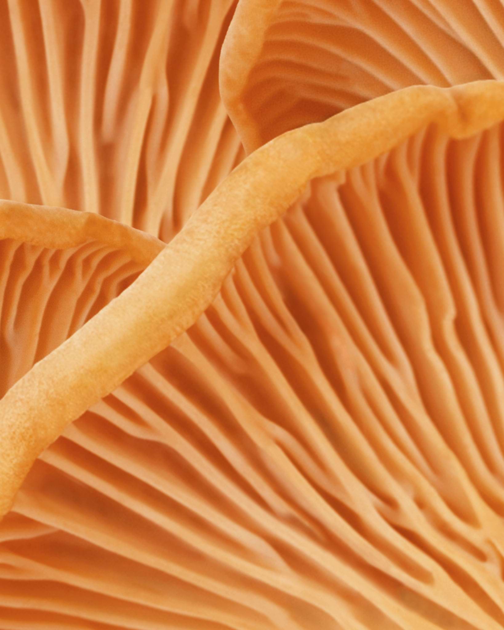MÁDARA Organic Skincare chanterelle shampoo A4071 shampoo product photo on plain background.