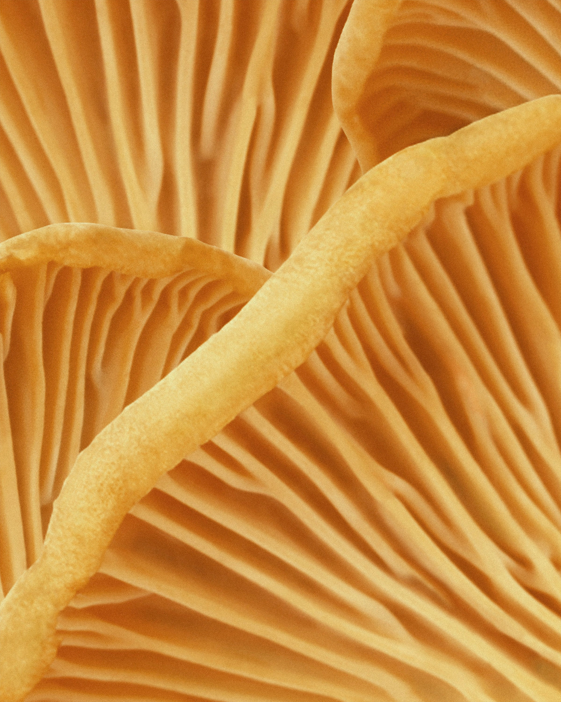 Canterelle shampoo