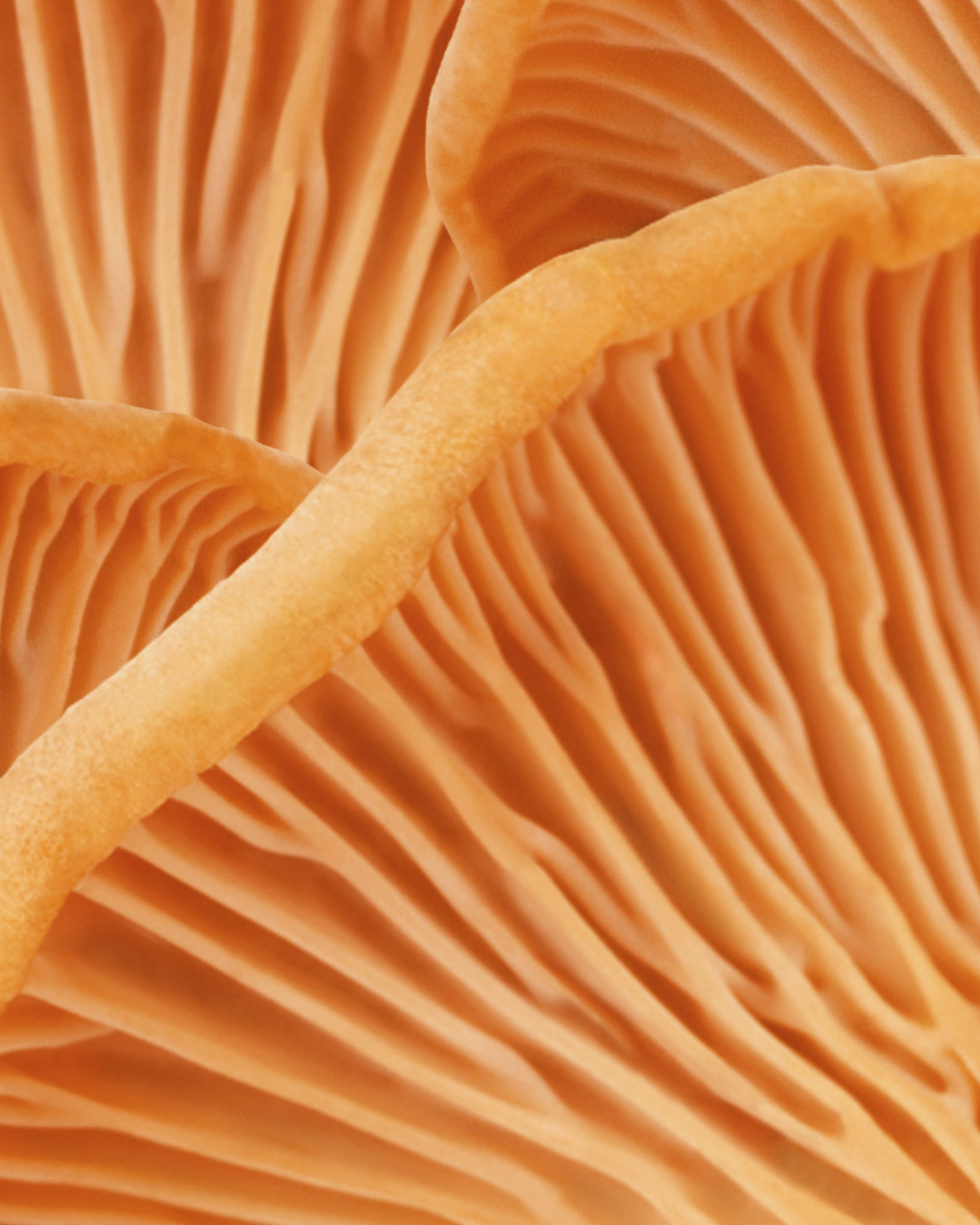 MADARA Cosmetics GROW haircare key ingredient chanterelle mushroom extract for stronger, fuller-looking hair growth support