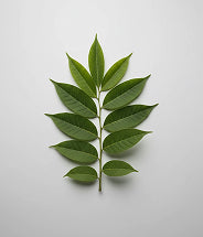 Extraits d'arbre d'Arjun
