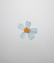 Bidens Pilosa (Zweizahn) Extrakt