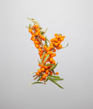 Aceite de espino amarillo